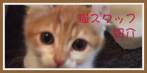 猫スタッフ紹介